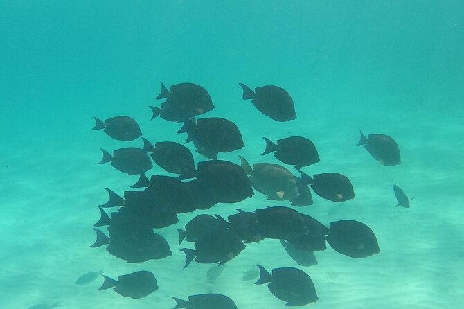 Private Tour: Turtle Swim & Cenote - What you really get for $155.42: value beyond the headline price