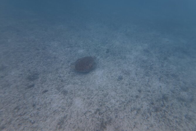 Private Tour: Turtle Swim & Cenote - Who this private Turtle Swim & Cenote day suits best