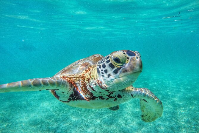 Private Tour: Turtle Swim & Cenote - The cenote swim: moving from ocean salt to fresh underground water