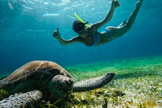 Private Tour Turtles Coral Reef Cenote Beach All inclusive - Key Things You Should Know