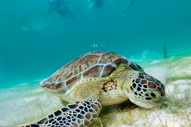 Private Tour Turtles Coral Reef Cenote Beach All inclusive - Price and Value: What You’re Really Paying For