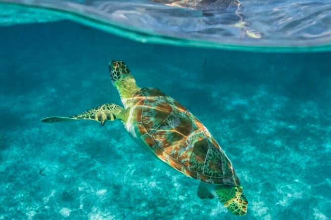 Private Tour Turtles Coral Reef Cenote Beach All inclusive - Who This Works Best For (And Who Might Want Another Option)