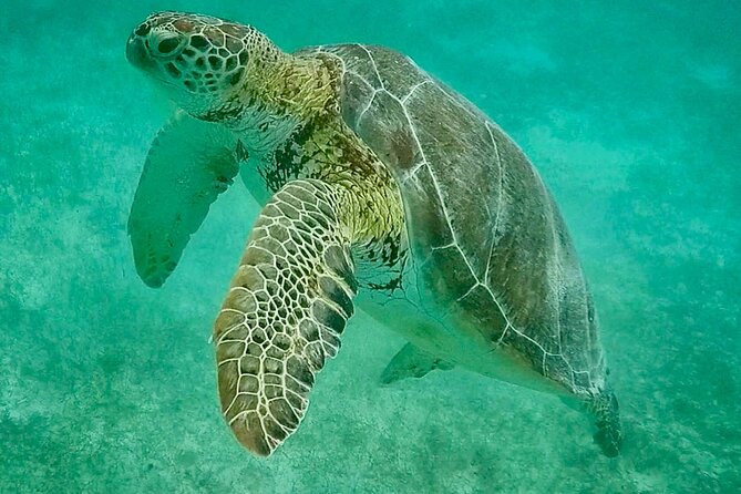 Private Tour Turtles Coral Reef Cenote Beach All inclusive - Should You Book This Turtle and Cenote Combo?