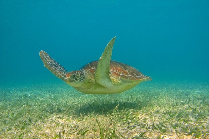 Private Tulum Ruins & Akumal Turtle Adventure - Playa del Carmen to Tulum: why an early start works