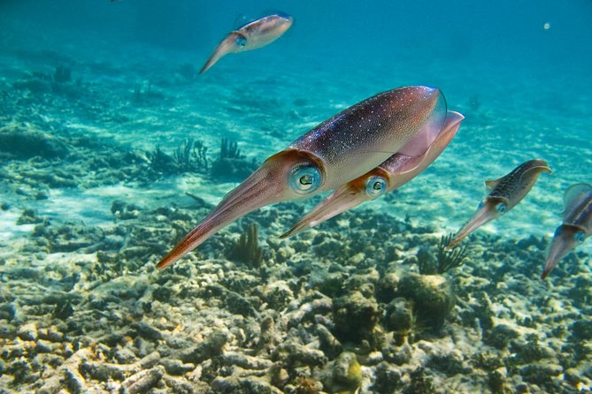 Private Tulum Ruins, Turtles in Akumal and Cenote Adventure - Cenote Cave Swimming: Freshwater, Stalactites, and That Cold-Clear Feeling