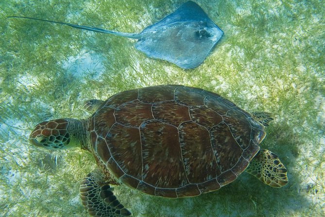 Private Turtle Snorkel Adventure in Akumal - What you’re likely to see under the water