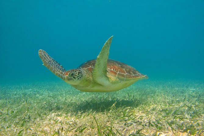 Private Turtle Snorkel Adventure in Akumal - Pickup, private transport, and the value of not playing “find the meeting point”