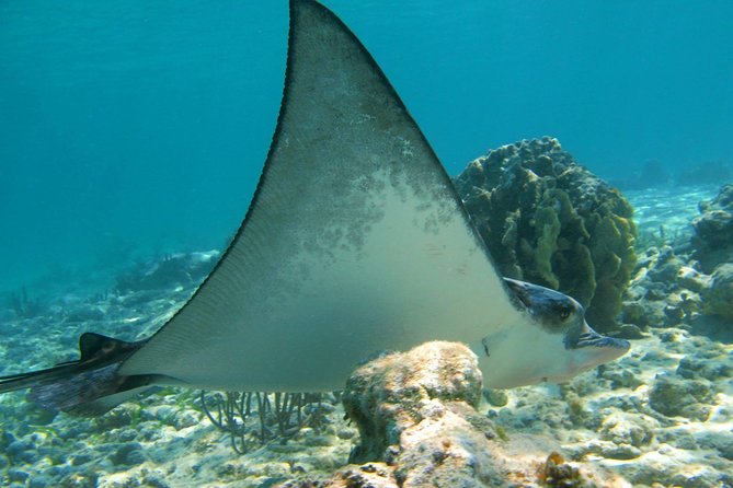 Private Turtle Snorkel Adventure in Akumal - Price and what $295 really covers