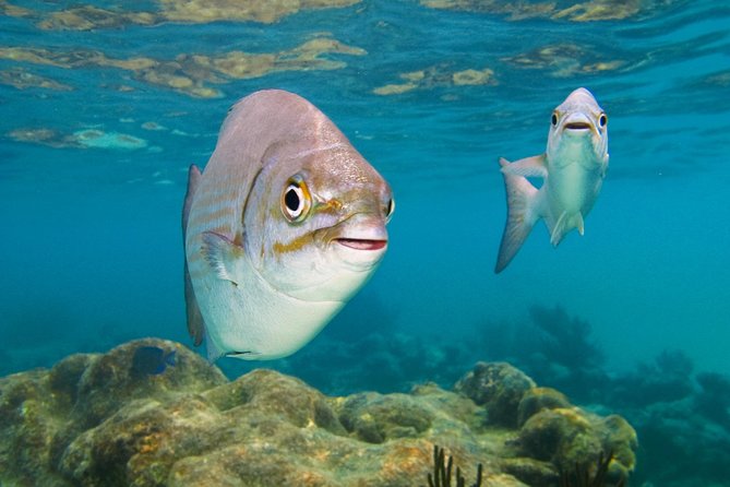 Private Turtle Snorkel Adventure in Akumal - Akumal Beach and the start of the reef time