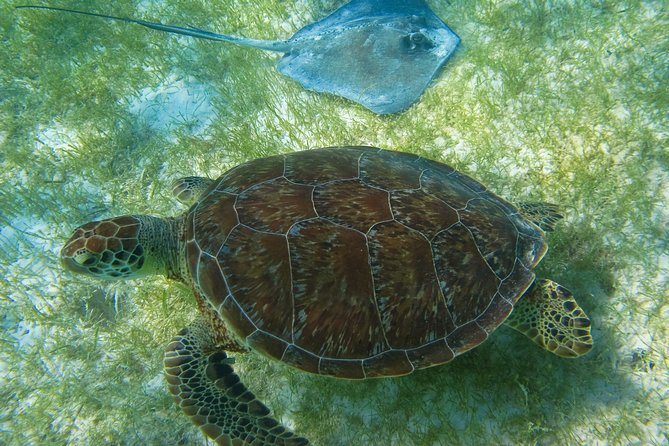 Private Turtles & Cenotes Adventure - Puerto Aventuras: Where the Day Gets Organized Before You Hit the Water