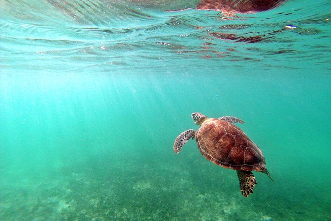 Private Turtles & Cenotes Adventure - What to Pack: Small Things That Make Water Days Easier