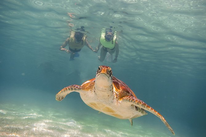 Private Turtles & Cenotes Adventure - The Cenote Swim: Freshwater Cool in a Limestone Wonderland