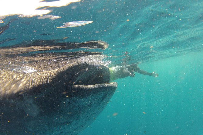 Private Whale Shark All Inclusive Experience - Private whale shark snorkeling near Playa del Carmen: how the day is set up