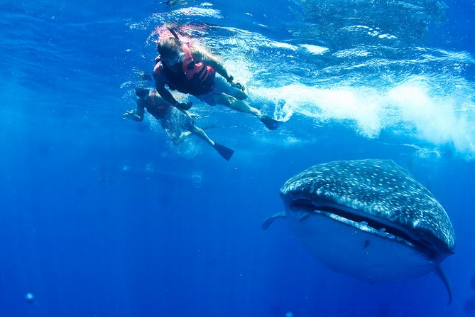 Private Whale Shark All Inclusive Experience - The whale shark swim: what “guided” really means in practice