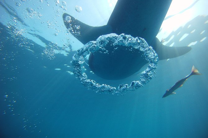 Private Whale Shark All Inclusive Experience - Mayan Coral Reef and the Isla Mujeres snorkeling stop: expect clear structure