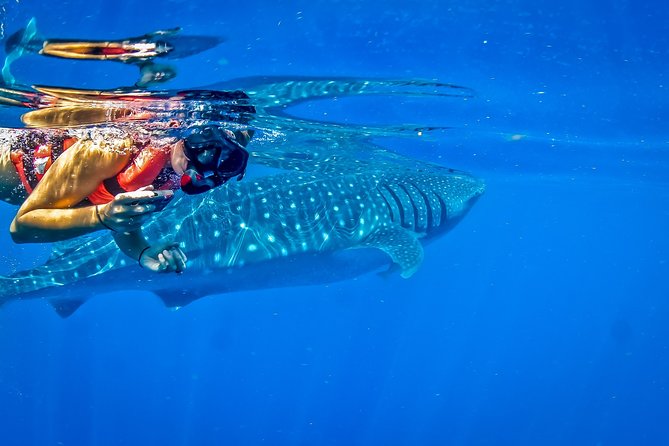 Private Whale Shark All Inclusive Experience - Price and value: what $1,095 really buys you