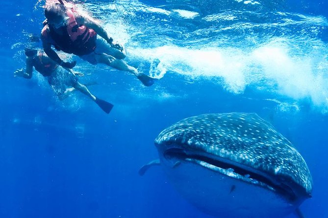 Private Whale Shark Ecofriendly Tour from Riviera Maya - Why This Private Whale Shark Day Feels Different