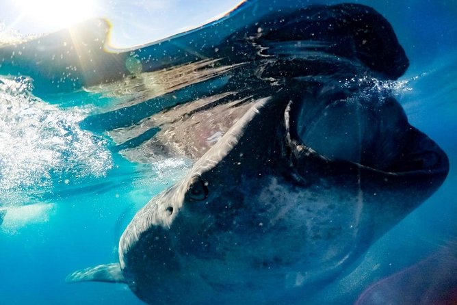 Private Whale Shark Ecofriendly Tour from Riviera Maya - Getting There Smoothly: Pickup Timing From Riviera Maya