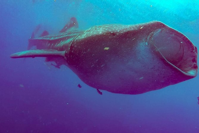 Private Whale Shark Ecofriendly Tour from Riviera Maya - The Marina Start (VNV Marina) and Why It Sets the Tone
