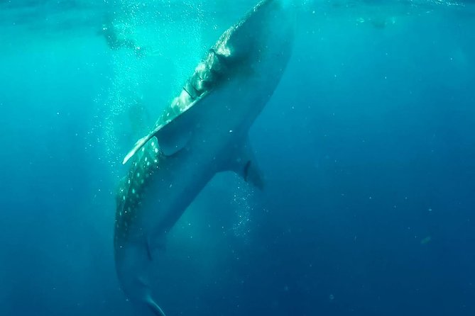 Private Whale Shark Ecofriendly Tour from Riviera Maya - Parque Nacional Isla Contoy and Playa Norte: What the Island Stops Add