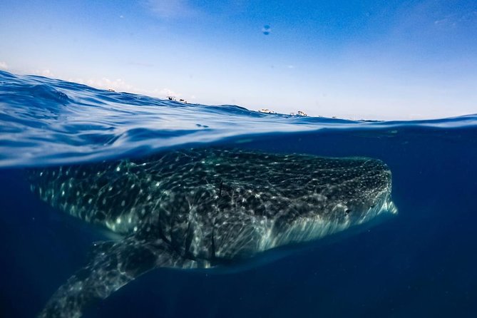 Private Whale Shark Ecofriendly Tour from Riviera Maya - The Whale Shark Swim: How the Water Time Really Feels