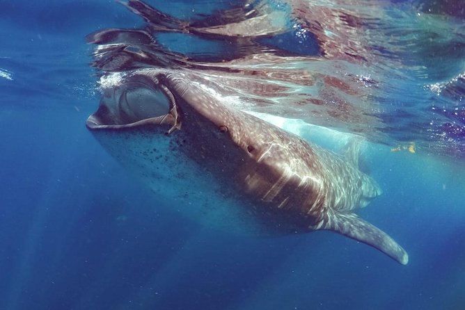 Private Whale Shark Ecofriendly Tour from Riviera Maya - Lunch and Small Comforts That Keep the Day Pleasant