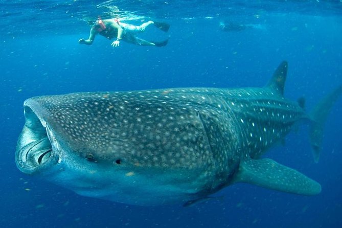 Private Whale Shark Ecofriendly Tour from Riviera Maya - Guides and Crew: The Human Part of a Wildlife Day