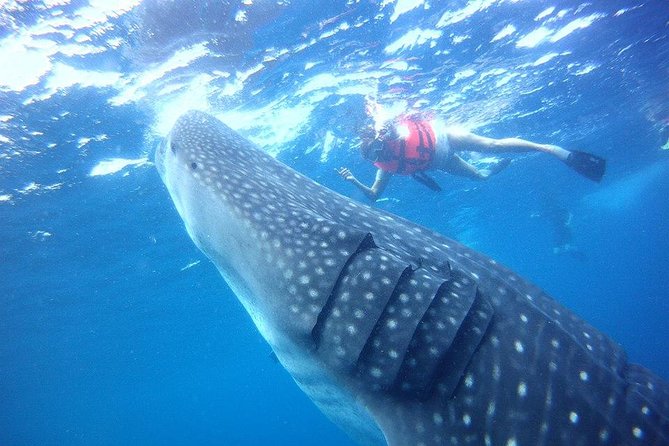 Private Whale Shark Ecofriendly Tour from Riviera Maya - Price and What You Actually Get for $895