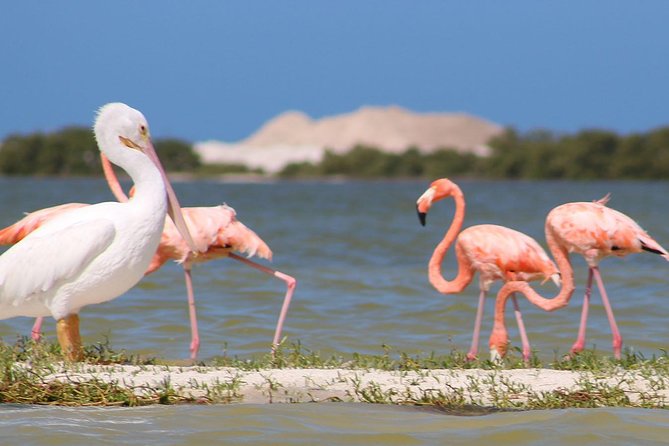 Private Yucatan Discovery Tour - How this private Yucatán tour really feels