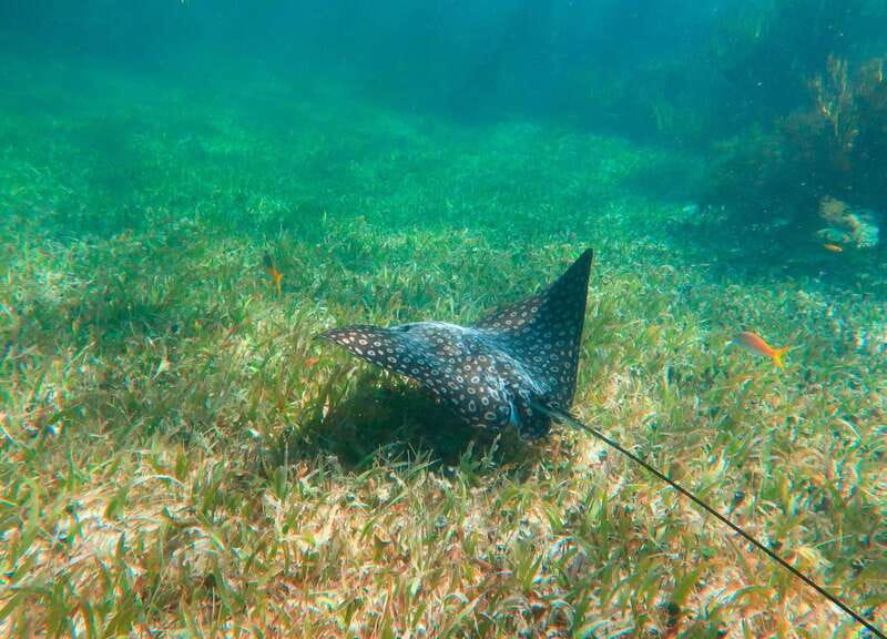 Puerto Morelos: National Reef Park Snorkeling & Beach Lunch - The small things that can make or break the day