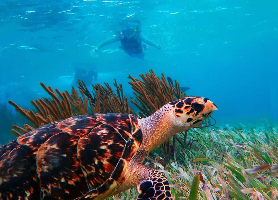 Puerto Morelos: National Reef Park Snorkeling & Beach Lunch - The logistics from Cancun: pickup that keeps the day easy