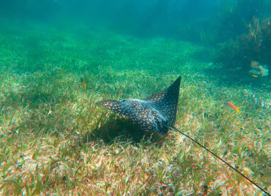 Puerto Morelos: National Reef Park Snorkeling & Beach Lunch - Price and value: what you’re actually paying for