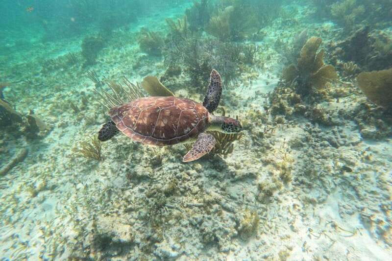 Puerto Morelos: Snorkeling Guided Activity - Who This Tour Fits Best (And Who Might Want Something Else)