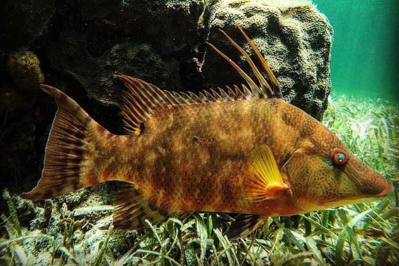 Puerto Morelos: Snorkeling Guided Activity - Spot 2: Why Two Locations Feel Like Double the Adventure