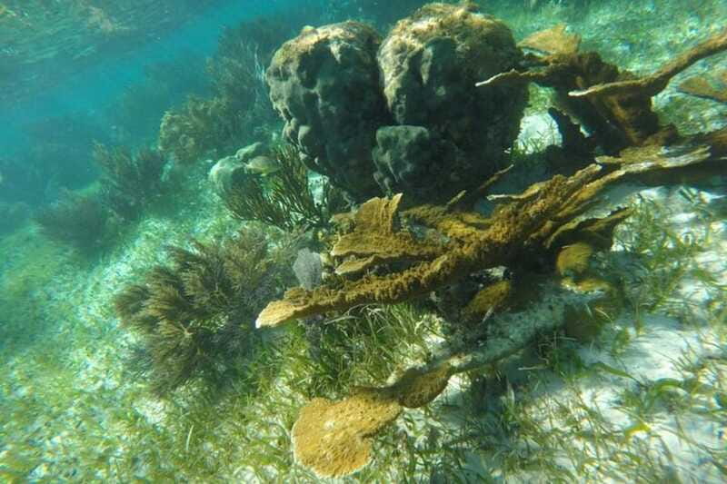 Puerto Morelos: Snorkeling Guided Activity - Equipment Quality and How to Feel Comfortable Fast