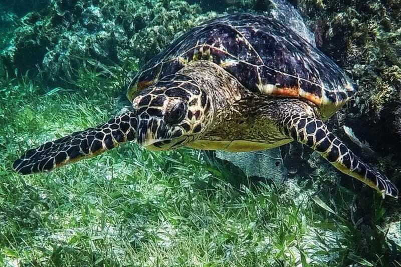 Puerto Morelos: Snorkeling Guided Activity - Language With a Live Guide: Getting the Most From the Reef Talk