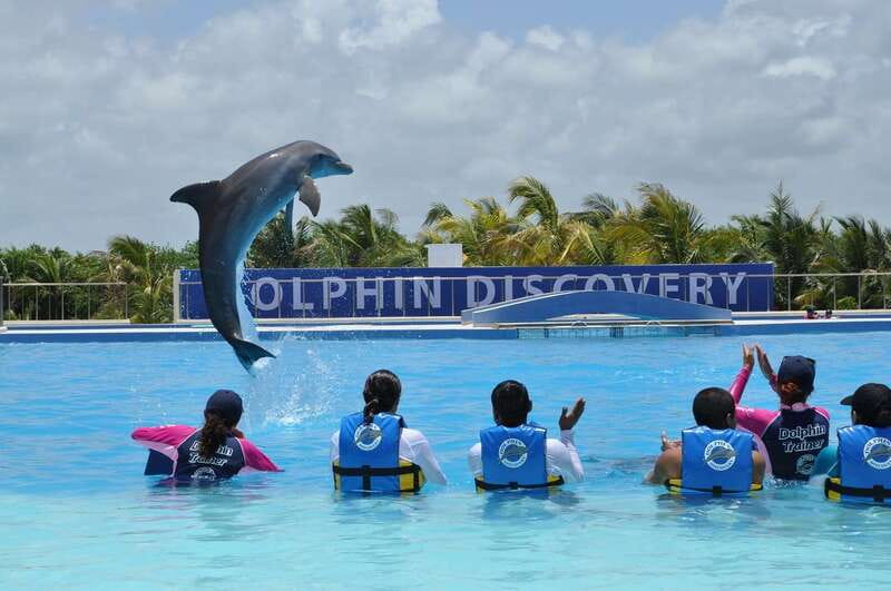 Riviera Maya: Dolphin Encounter with Beach Club Access - Dolphin Discovery Maroma: How the 45-minute program really works