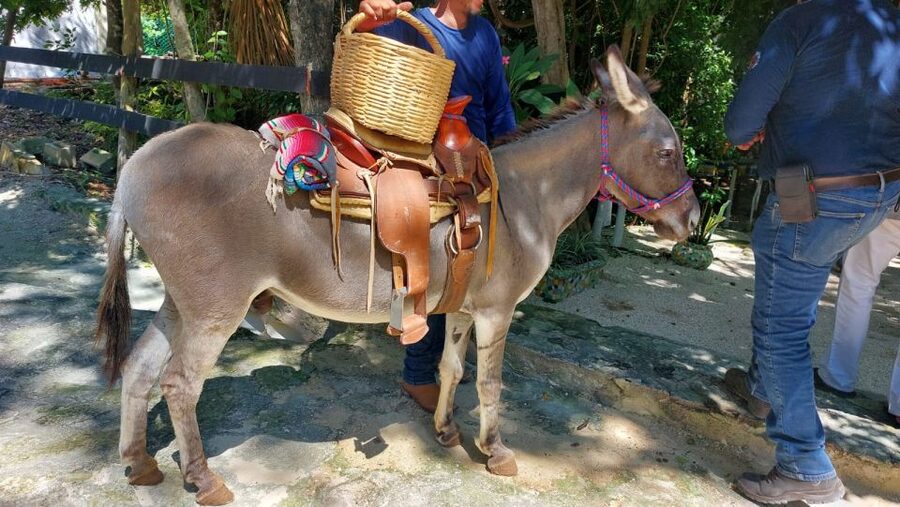Riviera Maya: Horseback Riding at Rancho Bonanza - The Real Deal: What You’re Buying for $140