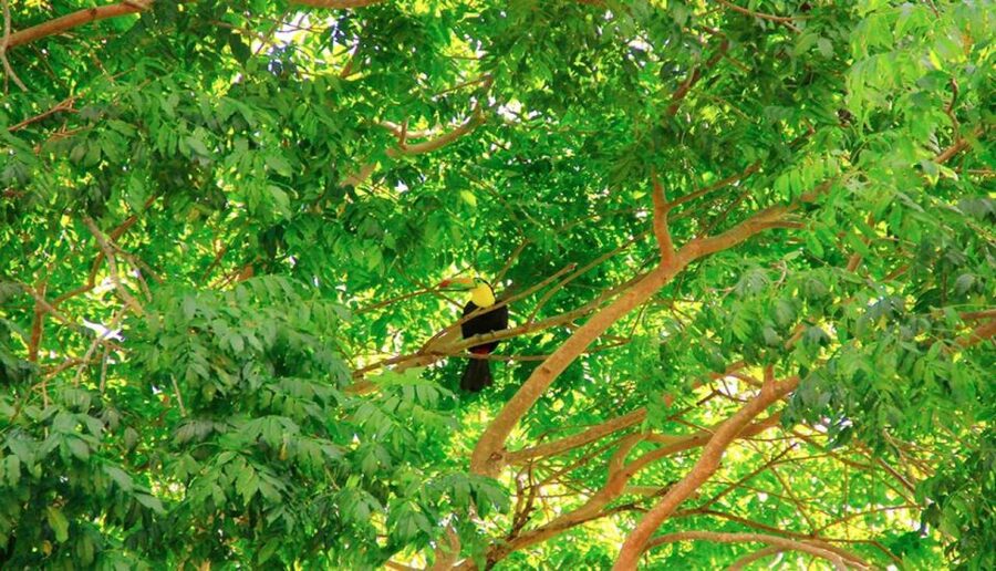 Riviera Maya: Horseback Riding at Rancho Bonanza - The Horseback Ride Through the Jungle: Wildlife Without the Hustle