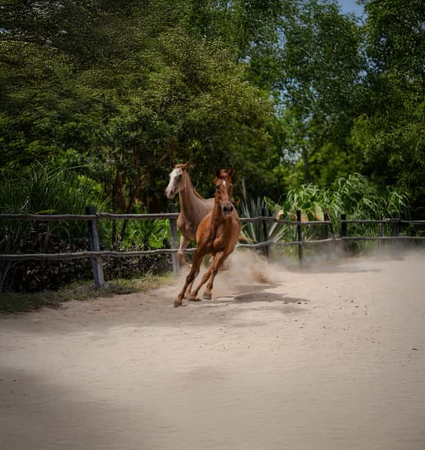 Riviera Maya: Horseback Riding at Rancho Bonanza - Transportation: Shared Pickup Means Planning, Not Surprise