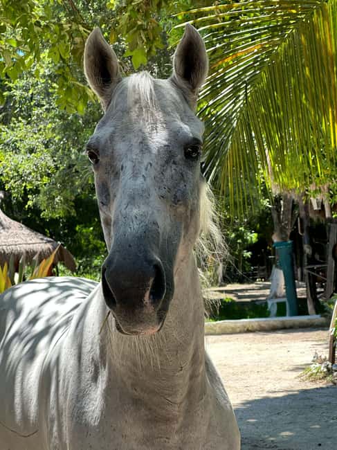 Riviera Maya: Horseback Riding at Rancho Bonanza - What’s Included vs. What Costs Extra