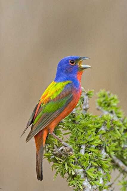 Riviera Maya: Puerto Morelos 4-Hour Bird Watching Tour - What Makes This Bird Watching Tour Work So Well