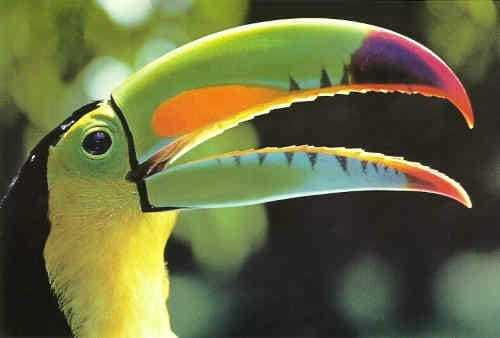 Riviera Maya: Puerto Morelos 4-Hour Bird Watching Tour - A 6-Hour Day Plan Built Around Sunrise Birding