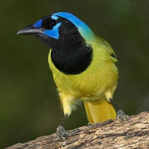 Riviera Maya: Puerto Morelos 4-Hour Bird Watching Tour - The Puerto Morelos Jungle Hike: 4 Hours of Focused Birding
