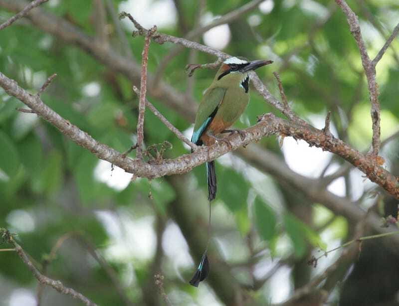 Riviera Maya: Puerto Morelos 4-Hour Bird Watching Tour - Eco and Cultural Respect: The Mayan Culture Support Piece