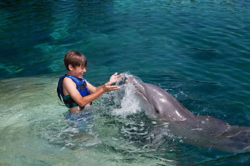 Riviera Maya: Swimming Experience with Dolphins - Key things to know before you go
