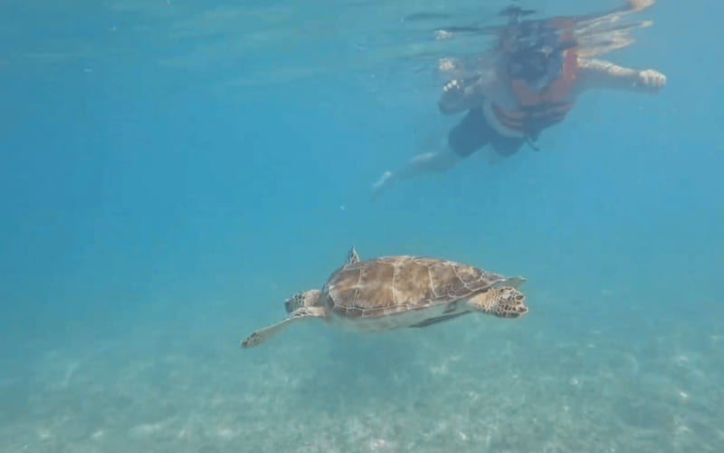 Riviera Maya: Tulum Ruins Tour, Turtle Swimming, Cenotes, and Lunch. - Tulum Ruins on the Cliff: How the Stories Help You See It