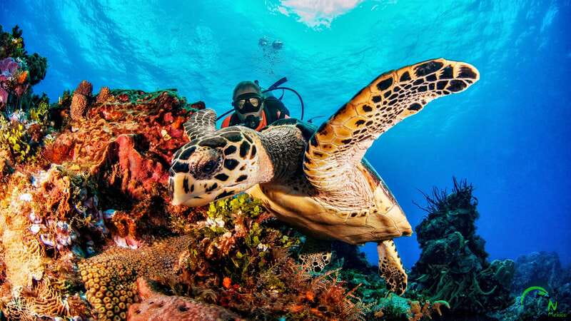 Scuba Dive in Playa del Carmen - 2 Dives (Certified divers) - Entering Dune Mexico: The Start That Sets the Tone