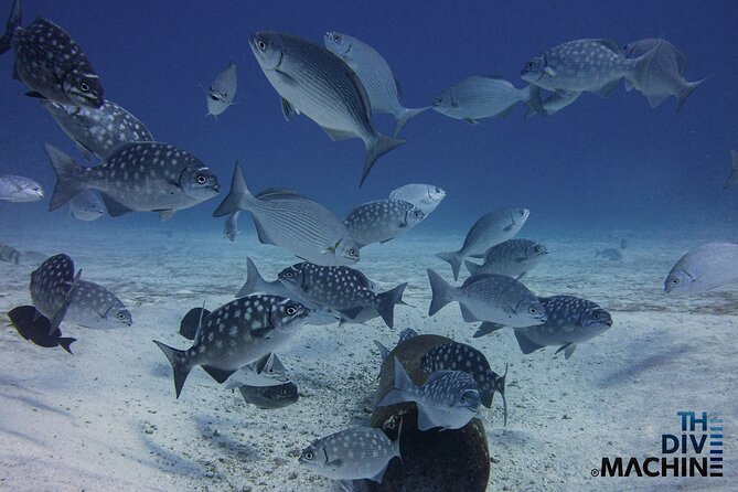 Scuba Diving for Beginners – Tulum Dive Machine - Cuevitas Reef: coral life, turtles, stingrays, and a short boat ride