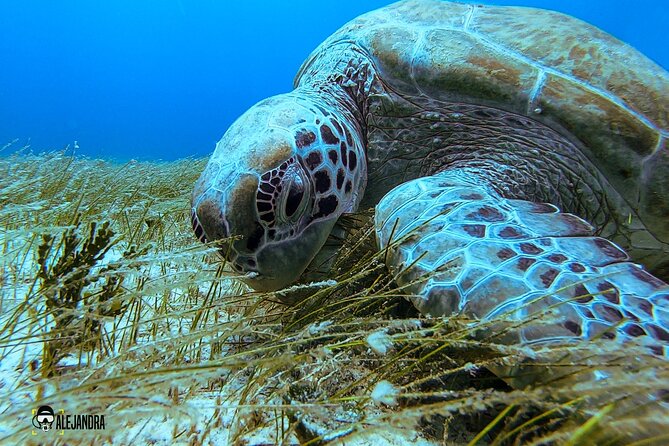 Scuba Diving for Beginners – Tulum Dive Machine - Price and costs: is $198 worth it, and what’s extra?
